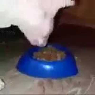 My pet dog (he&rsquo;s hungry)