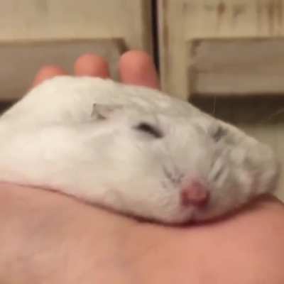 Super relaxed hamster