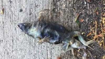 The way this dead lizard's scales shimmer in the sunlight because it&rsquo;s body is full of maggots