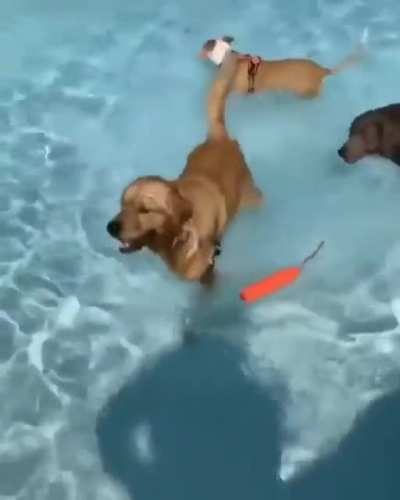Doggies at the pool