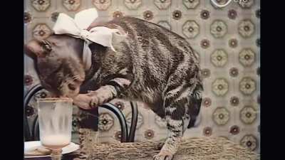 X-Post from r/aww, thought it has the Wes Anderson feel