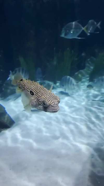 Went to the aquarium again to see my boi