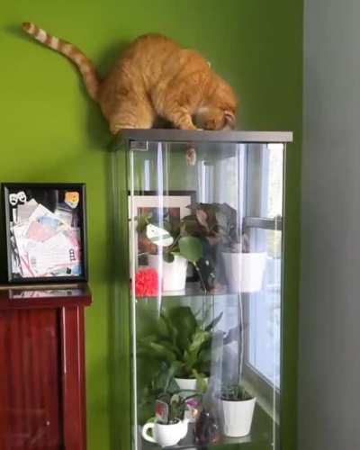 To keep the plants away from the cat