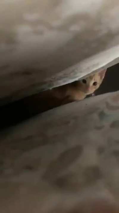 He has escaped...