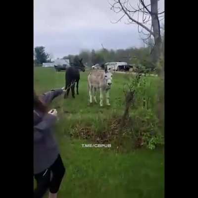 Donkey power