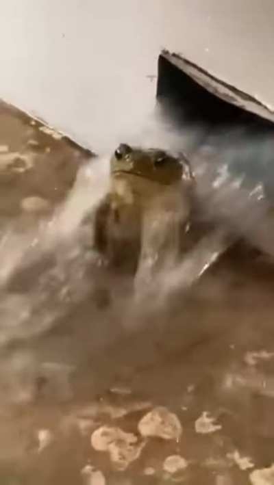 Toadulus, the Evermoist.