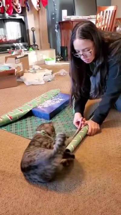 to wrap a Christmas gift with cat