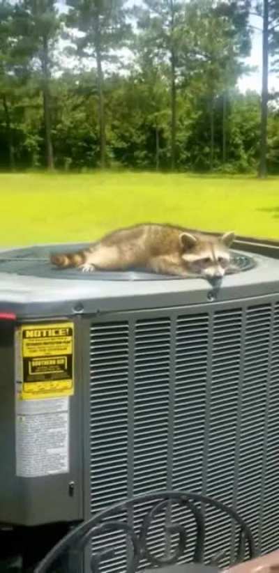 Just a hot lil boi cooling off