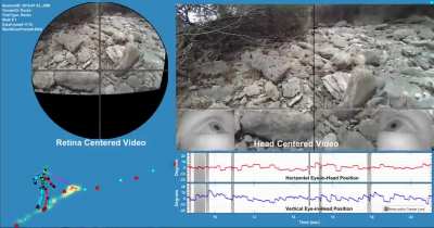 Gaze and foot placement when walking over rocky terrain (an upgraded version of a post I made 3 years ago! link to the peer-reviewed publication in comments! [OC]