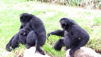 Funny monkey haha