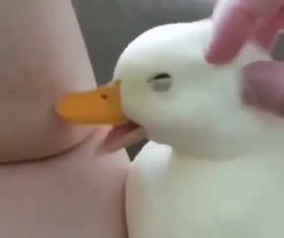 Mi próxima mascota