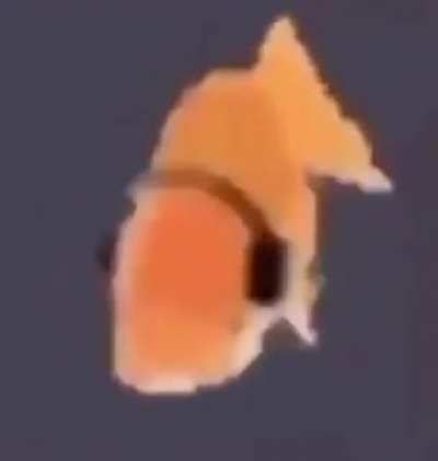 Look at him go