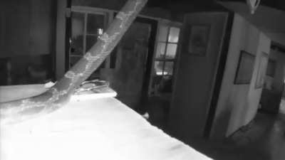 Security cam notification, and this is what I see&hellip;.
