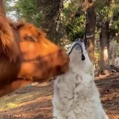 Have you licked your best friend today?