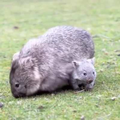 Wombating around: mom enjoys the grass and baby wombat isn&rsquo;t quite sure yet about all that &ldquo;outside&rdquo; stuff
