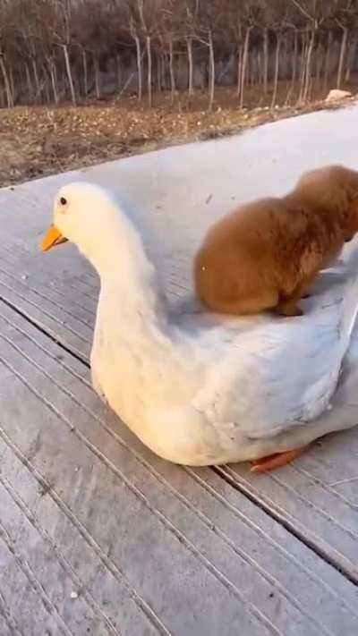 New Friend