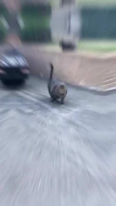 big chungus