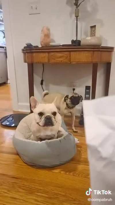 He&rsquo;s barking at himself.