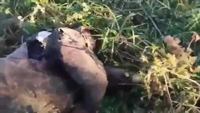 The Russian 3rd army corps recently to fight in Ukraine was decimated by Ukrainian forces