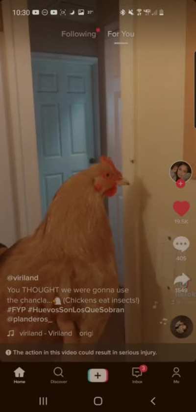 Chickens like spiders