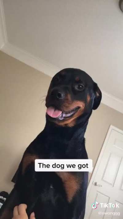 Ferocious beast