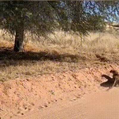 The Master of camouflage &amp;amp; Doctorate of stalking goes to...