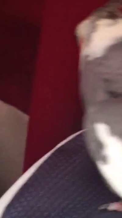 Tiel pecks shoe