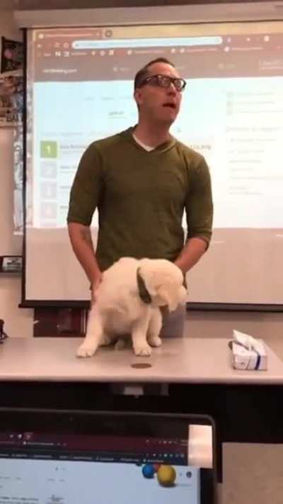 He kills the dog