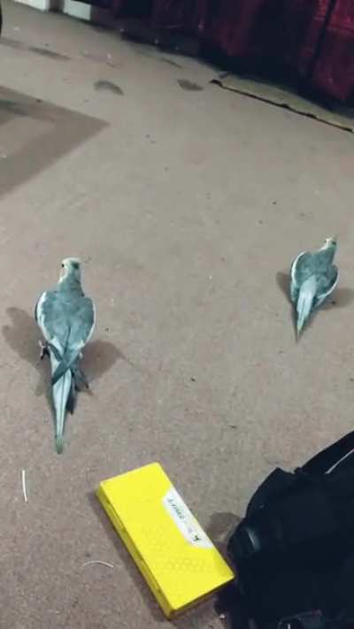 Bird Siren