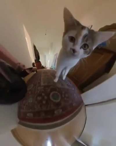 GLOBE CAT!
