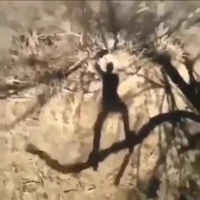 Monkeying around
