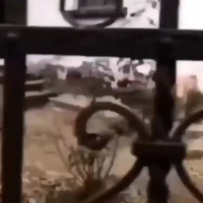 Perro cabezazo