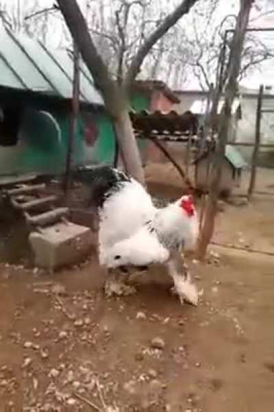 Very Huge Chicken..