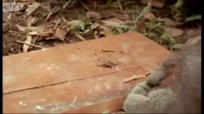 One of my favorite monke videos. I&rsquo;ve got over 50 saved to my phone if anyone wants some premium monke content
