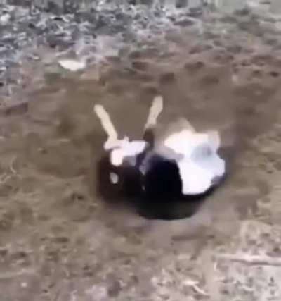 Poor dog