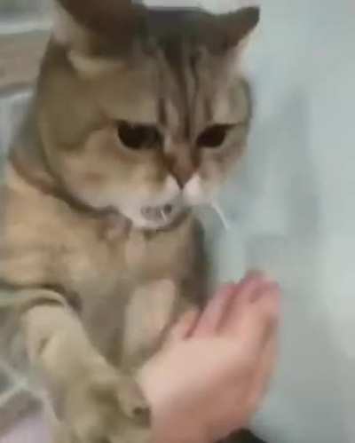 Kung fu cat