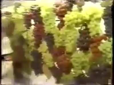 Nice Grapes.