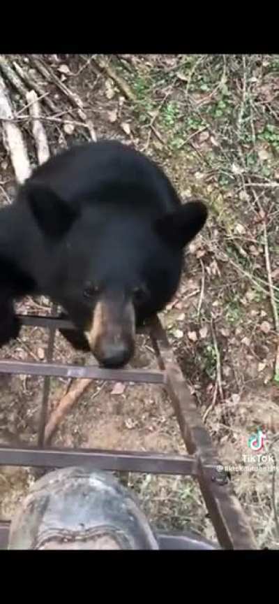 Bears have no business being that cute it&rsquo;s not fair.