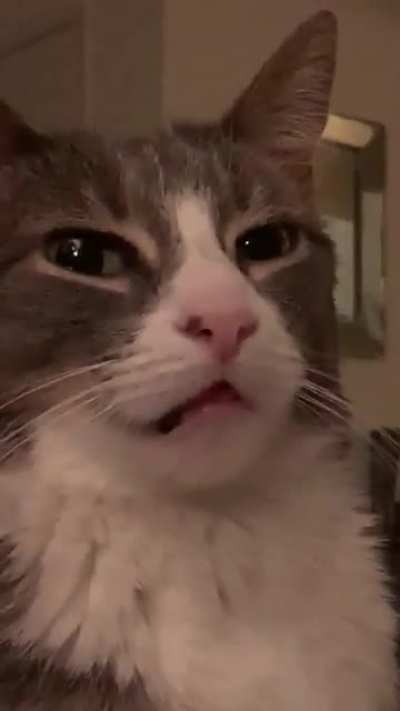 Stoned greebles encounter - my bro’s kitty got her teeth cleaned