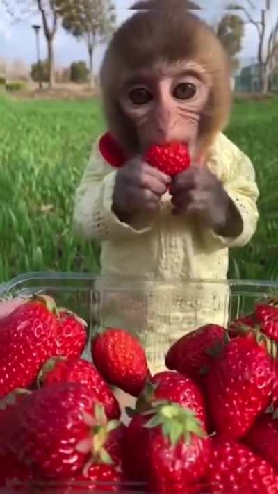 Little monkey eating strawberries