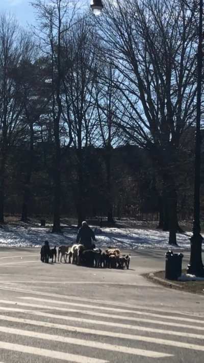 Main character walks 12+ dogs in Brooklyn.