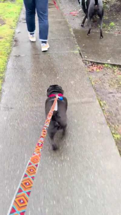Ollie loves his walks, even when it’s rainy.
