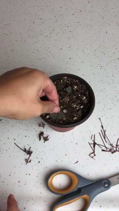 Plant Experiment Monday&mdash;&ldquo;Butterflying&rdquo; Propagation Method for String of Hearts