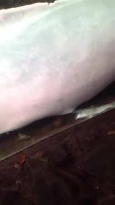 What da fish doin?