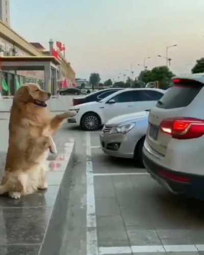 Who needs a parking sensor?