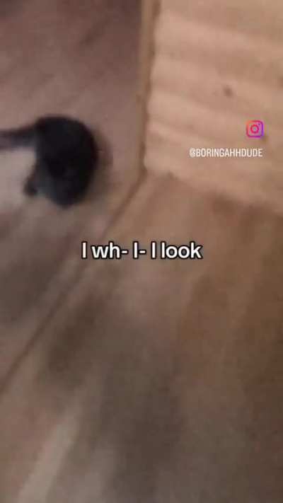 Ceasium gato