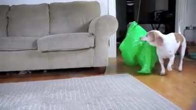 Dog defender against the alien invasion!