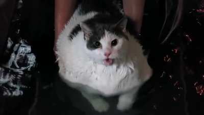 Chonk is being dechonkified