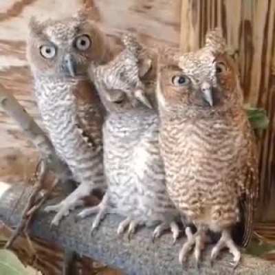 Owl judging people