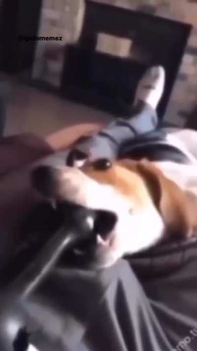 Bad doggo...